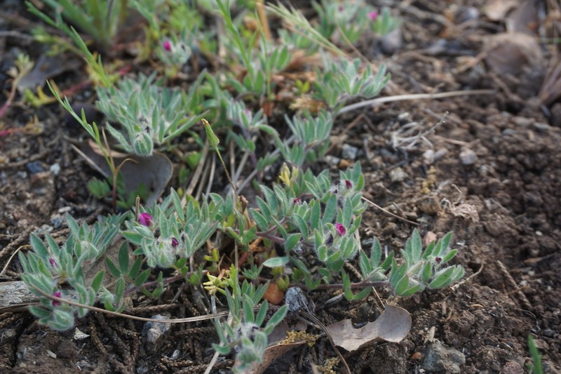 Redflower Bird's-Foot Trefoil photo 7