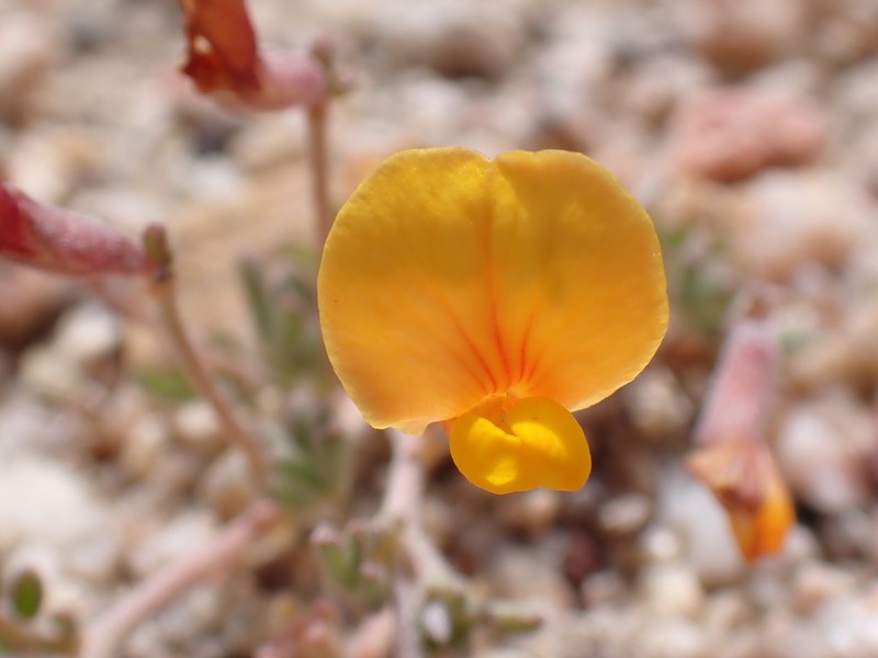Strigose Bird's-Foot Trefoil photo 3