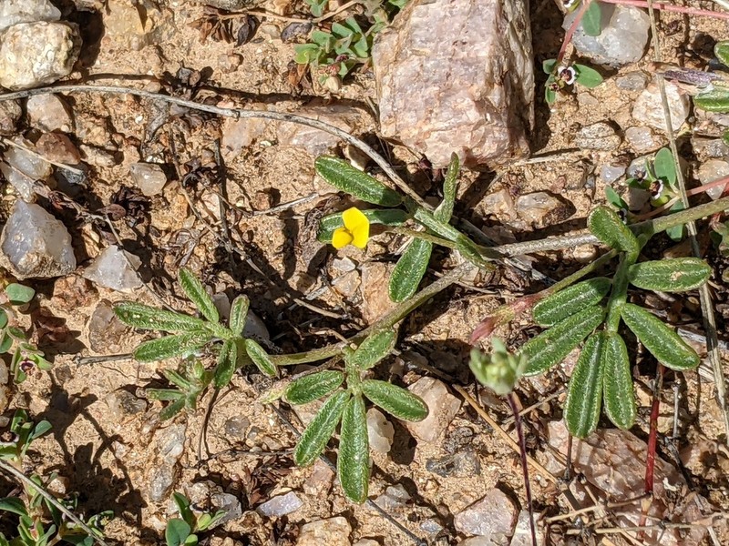 Strigose Bird's-Foot Trefoil photo 4