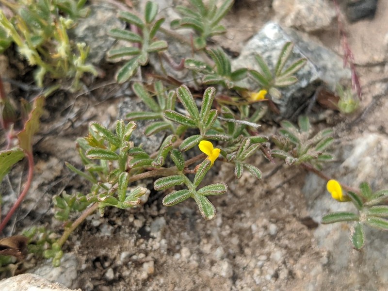 Strigose Bird's-Foot Trefoil photo 5