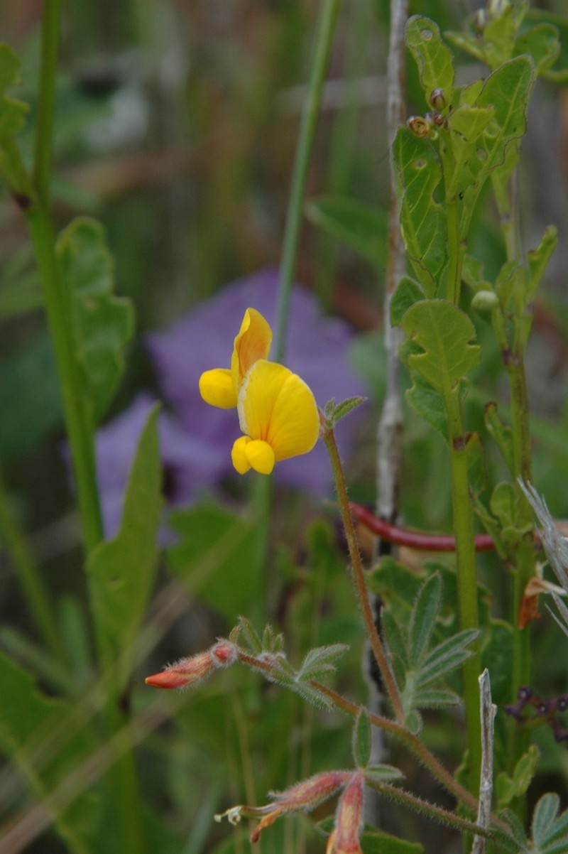 Strigose Bird's-Foot Trefoil photo 6