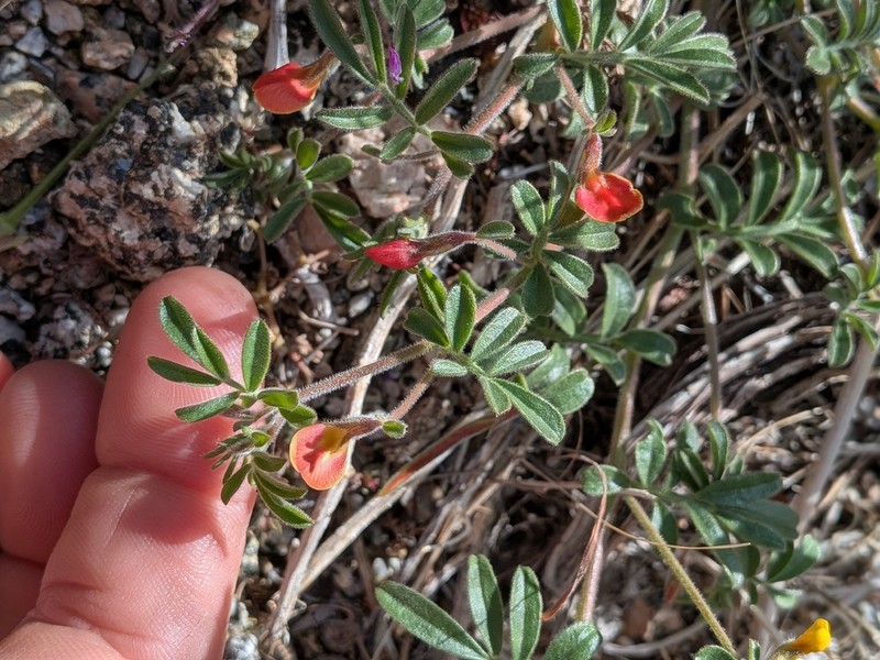 Strigose Bird's-Foot Trefoil photo 7