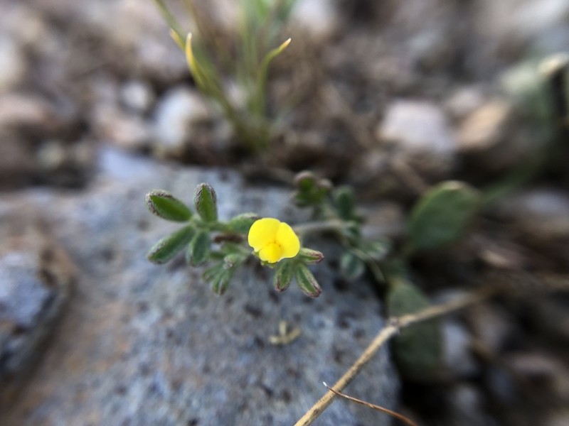 Strigose Bird's-Foot Trefoil photo 8