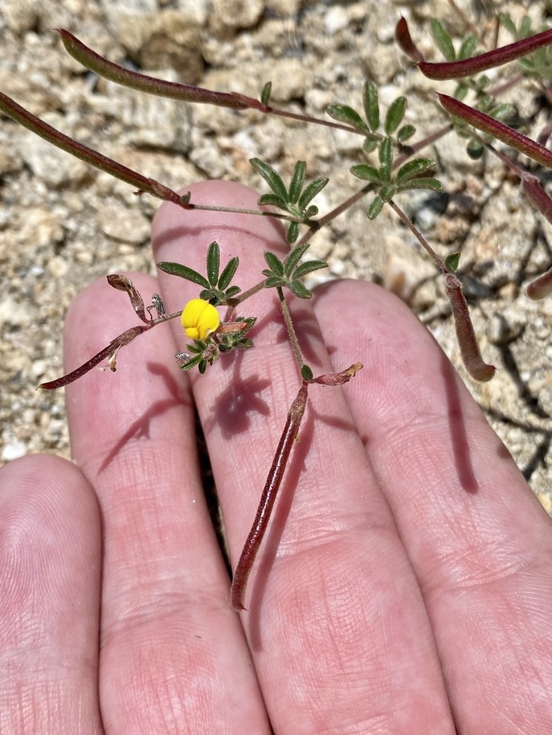 Strigose Bird's-Foot Trefoil photo 9