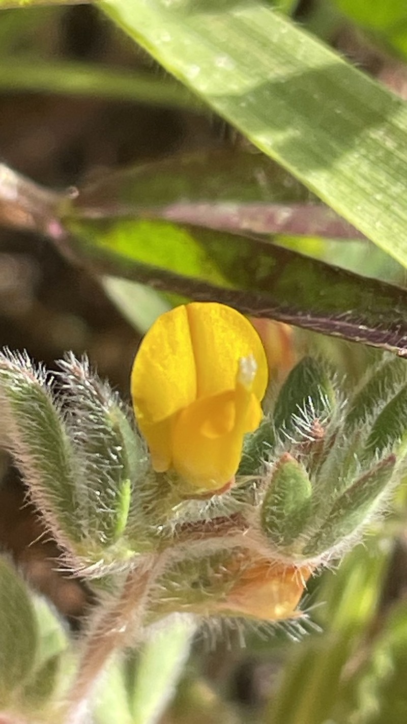 Acmispon subpinnatus photo 2