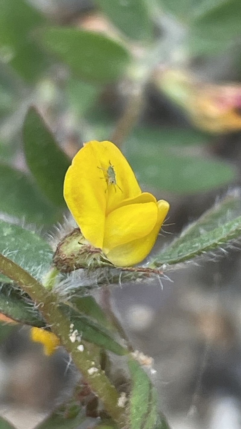 Acmispon subpinnatus photo 3