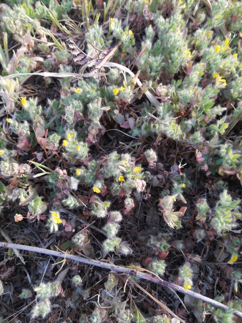Acmispon subpinnatus photo 4