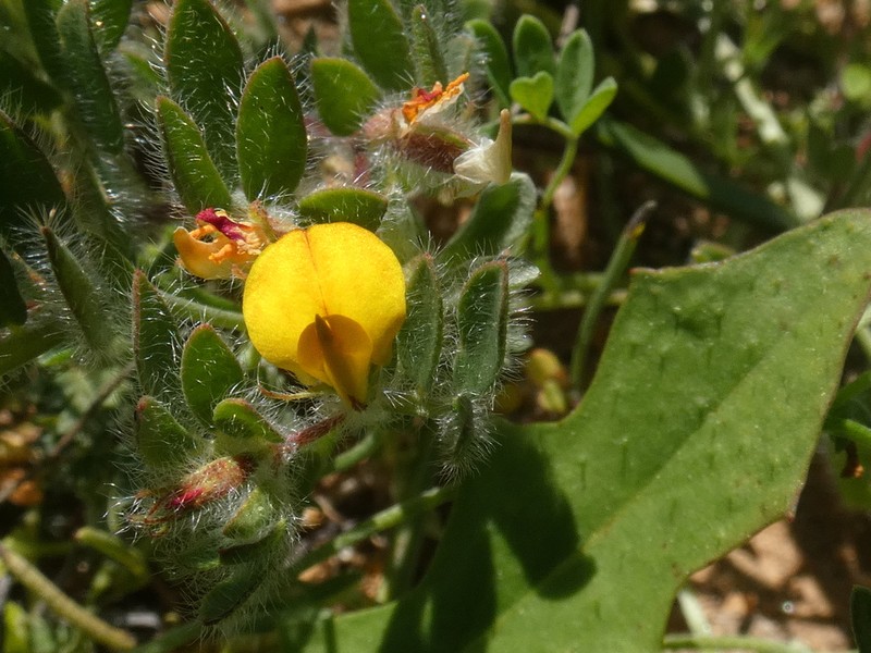 Acmispon subpinnatus photo 5