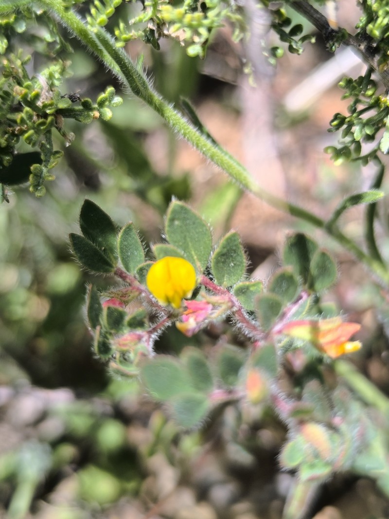 Acmispon subpinnatus photo 6