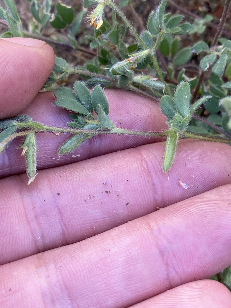 Acmispon subpinnatus photo 7