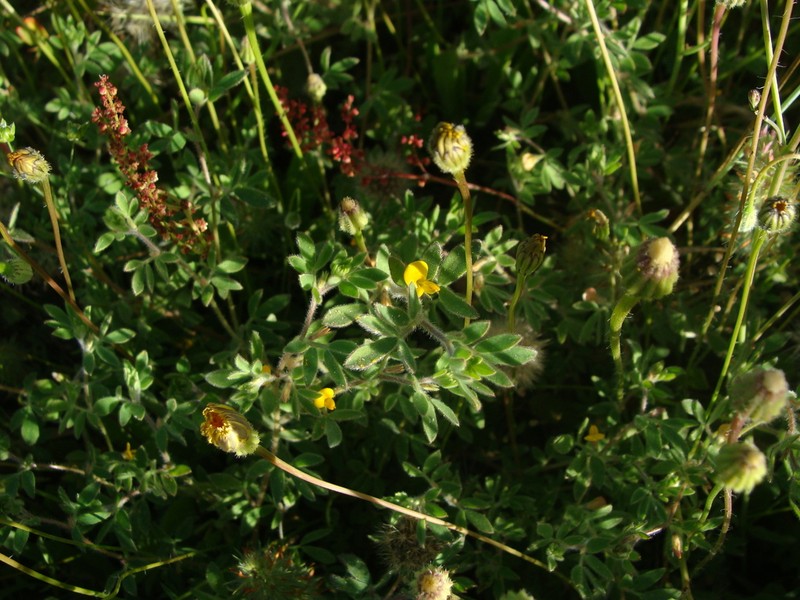 Acmispon subpinnatus photo 8