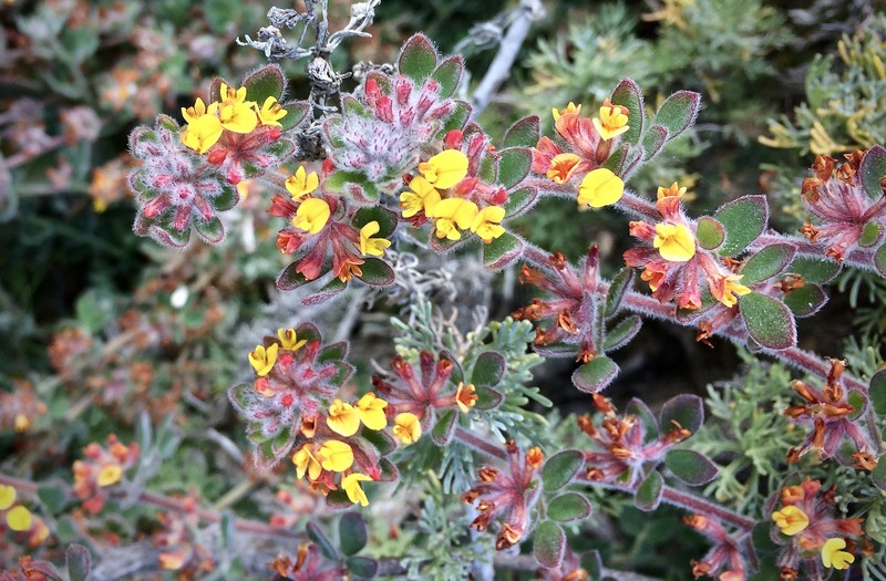 Acmispon tomentosus