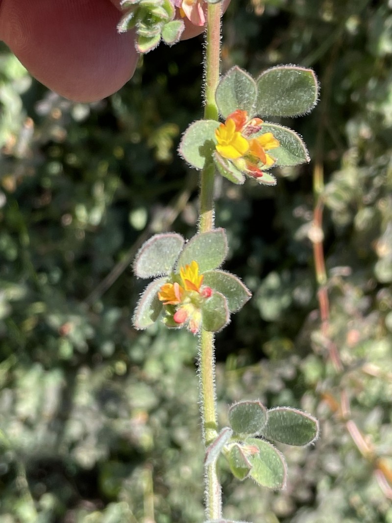 Acmispon tomentosus photo 2
