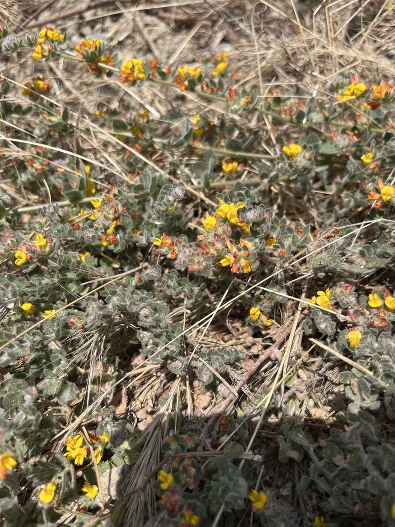 Acmispon tomentosus photo 3