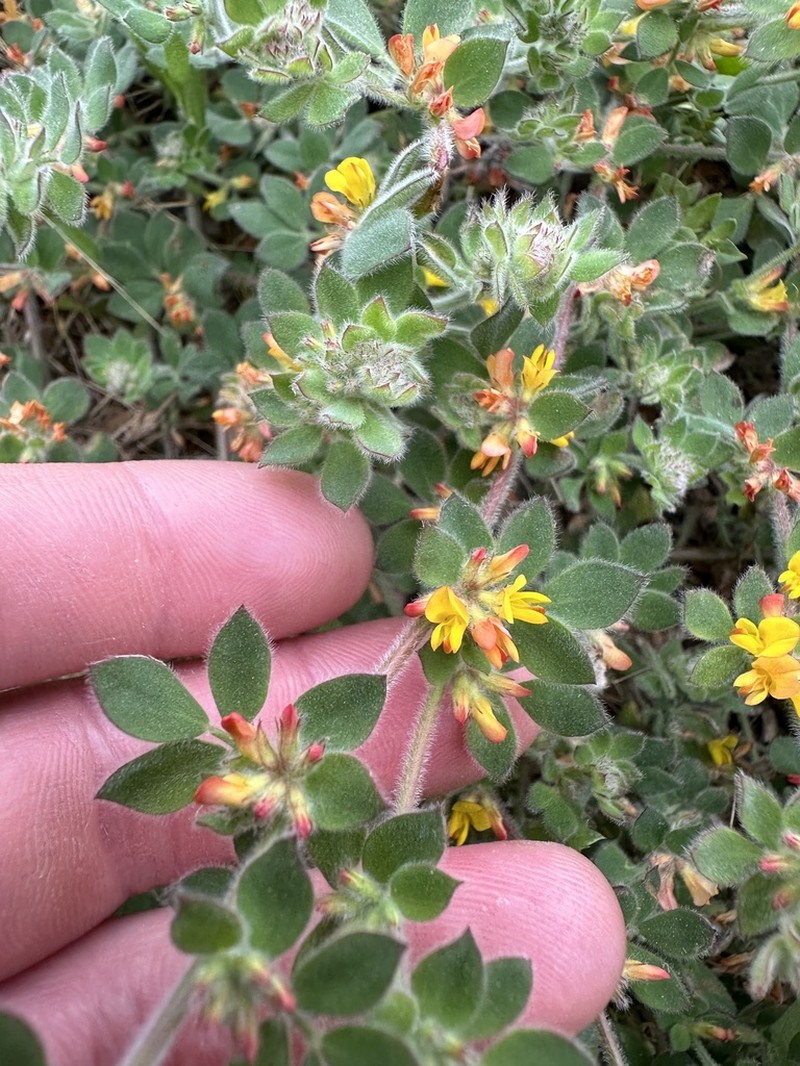 Acmispon tomentosus photo 4