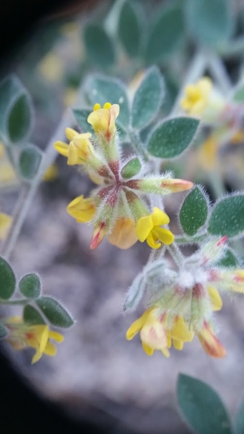 Acmispon tomentosus photo 5
