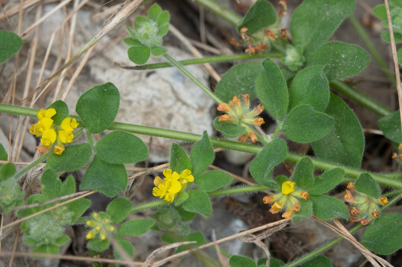 Acmispon tomentosus photo 6