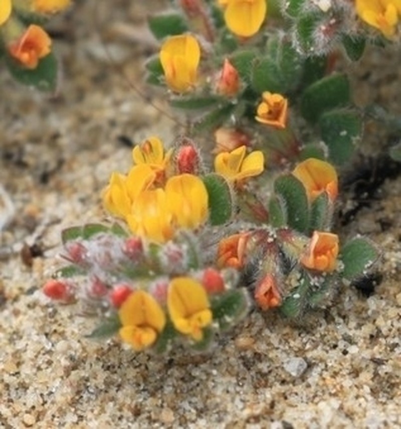 Acmispon tomentosus photo 7