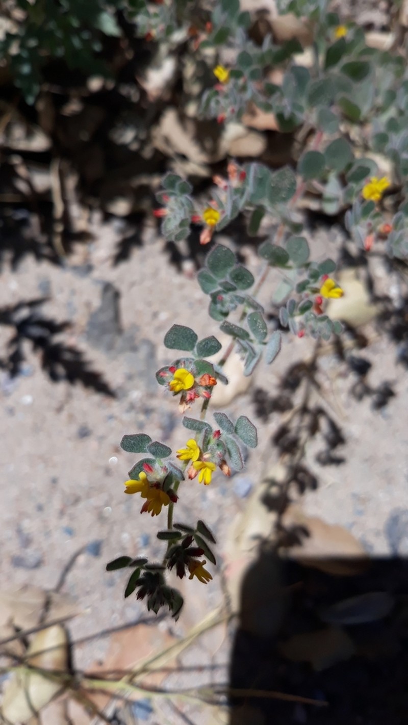 Acmispon tomentosus photo 8