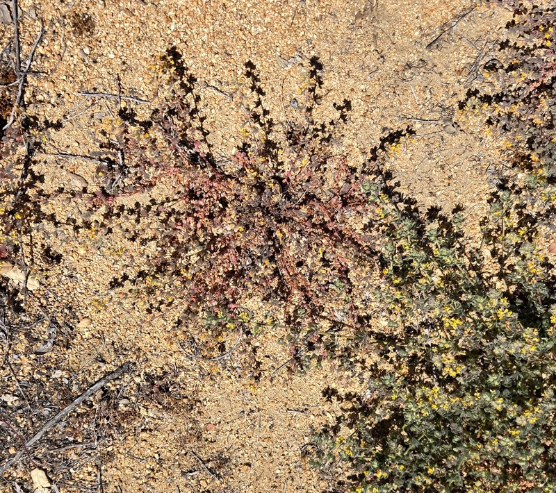 Acmispon tomentosus var. glabriusculus