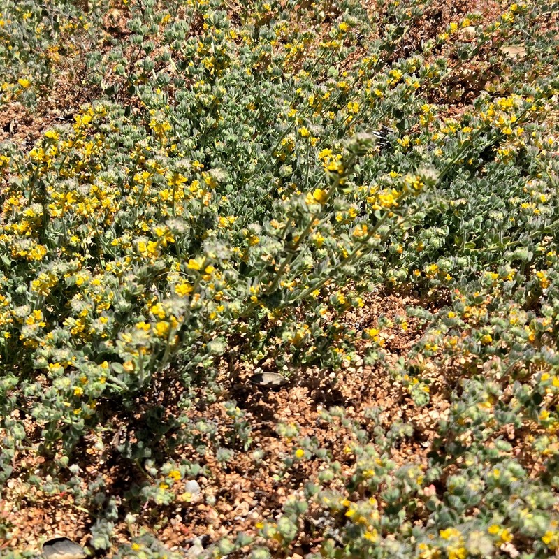 Acmispon tomentosus var. glabriusculus photo 2