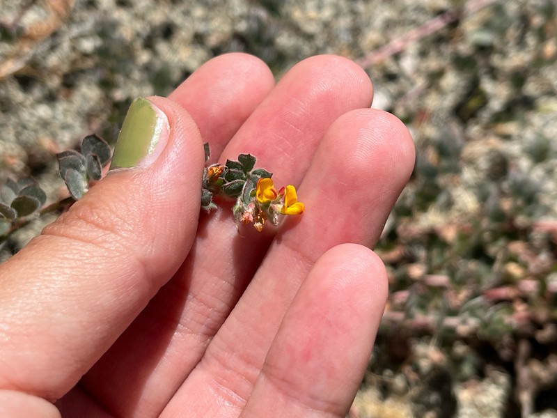 Acmispon tomentosus var. glabriusculus photo 3