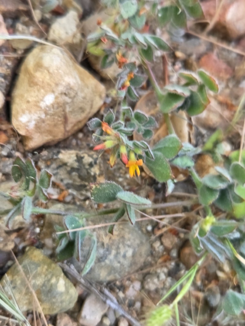Acmispon tomentosus var. glabriusculus photo 4