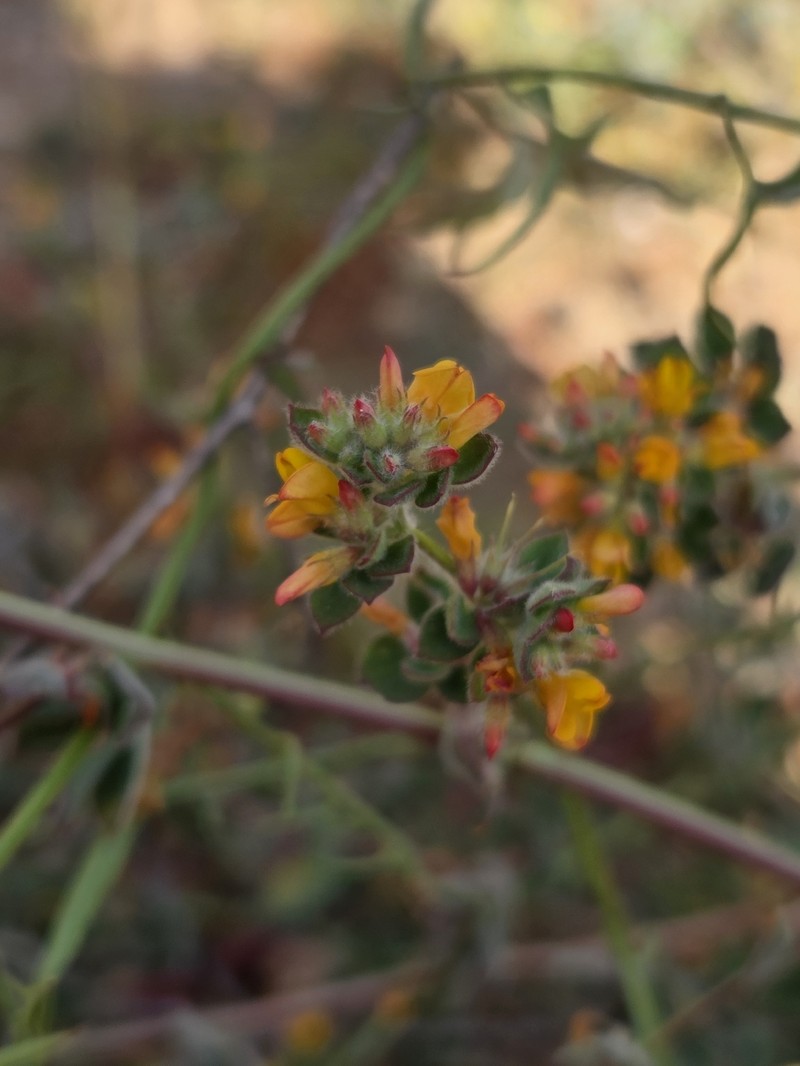 Acmispon tomentosus var. glabriusculus photo 5