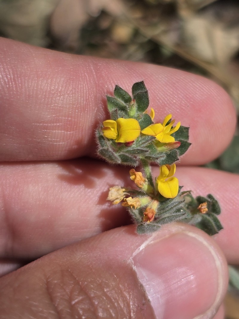 Acmispon tomentosus var. glabriusculus photo 6