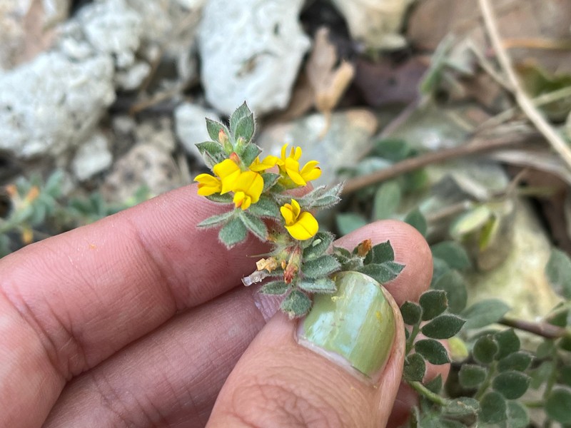 Acmispon tomentosus var. glabriusculus photo 7
