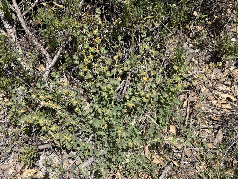 Acmispon tomentosus var. glabriusculus photo 8
