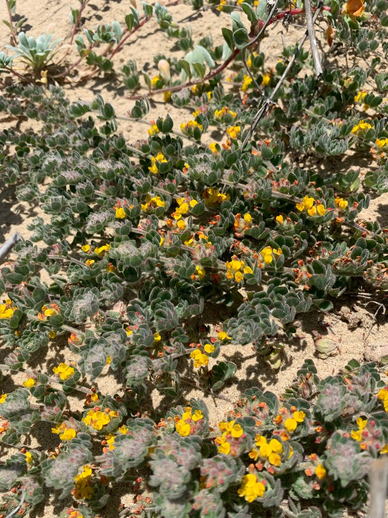 Heermann's Bird's-Foot Trefoil photo 2