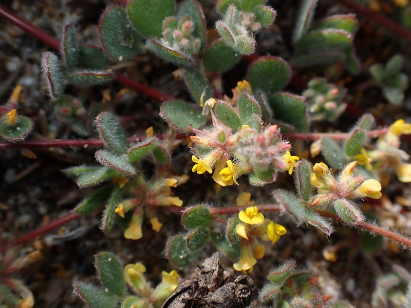 Heermann's Bird's-Foot Trefoil photo 4