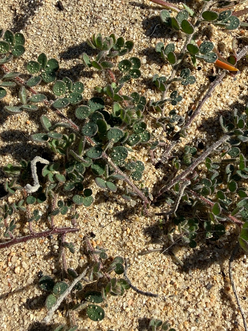 Heermann's Bird's-Foot Trefoil photo 5