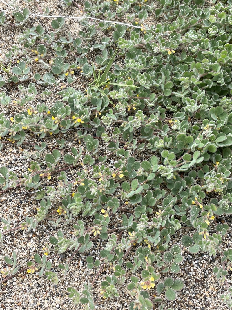 Heermann's Bird's-Foot Trefoil photo 6