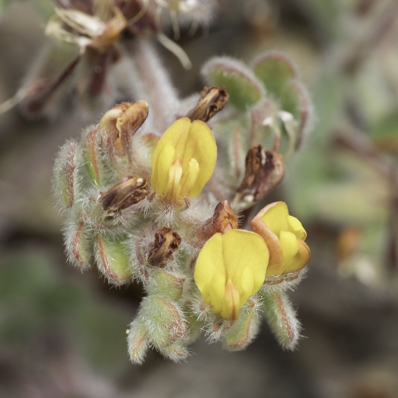 Heermann's Bird's-Foot Trefoil photo 7