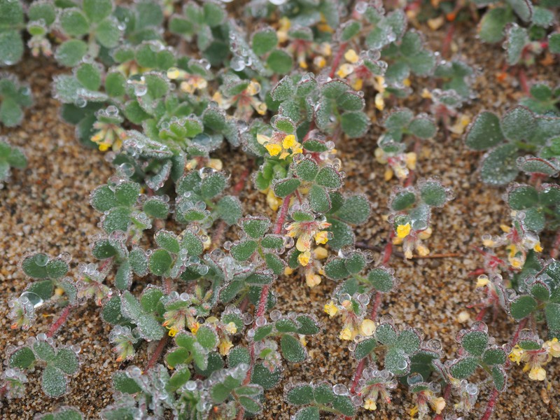Heermann's Bird's-Foot Trefoil photo 8