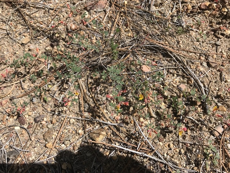 Utah Bird's-Foot Trefoil