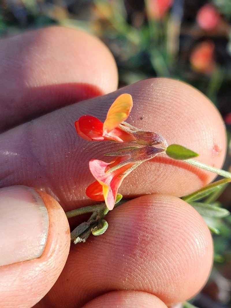 Utah Bird's-Foot Trefoil photo 2