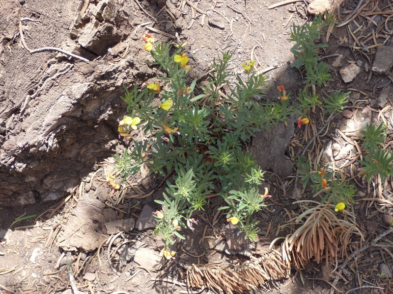 Utah Bird's-Foot Trefoil photo 3