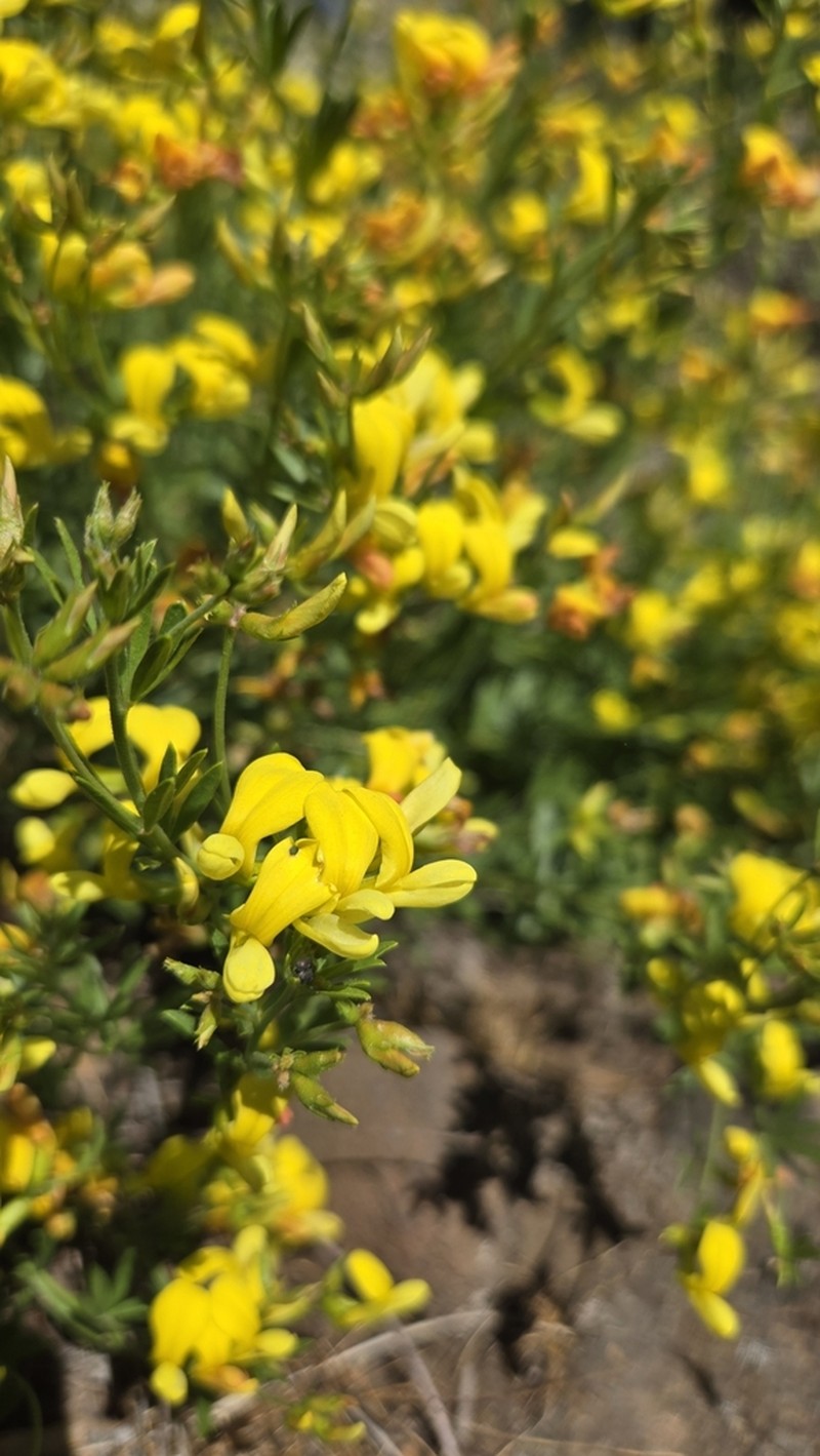 Utah Bird's-Foot Trefoil photo 4