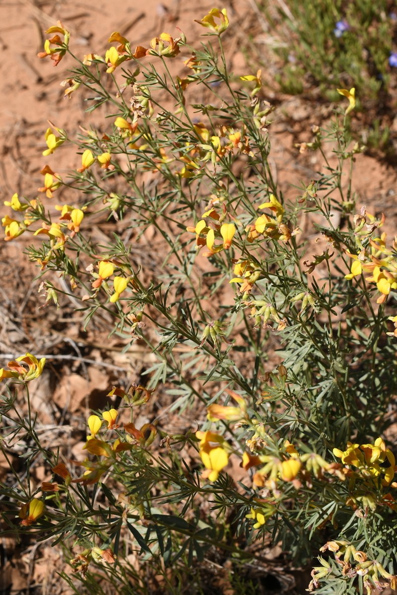 Utah Bird's-Foot Trefoil photo 5