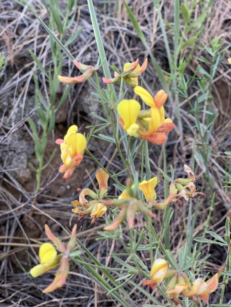 Utah Bird's-Foot Trefoil photo 6