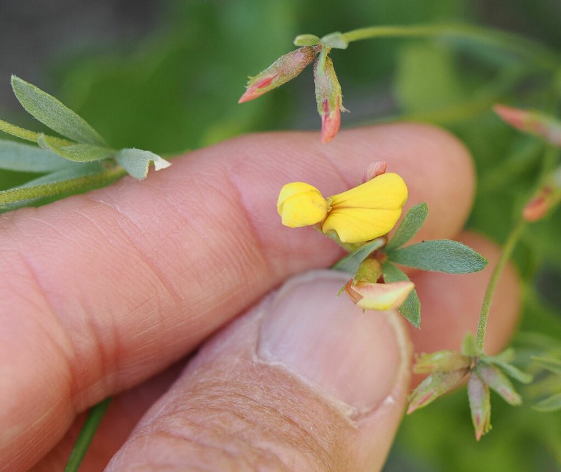 Utah Bird's-Foot Trefoil photo 7