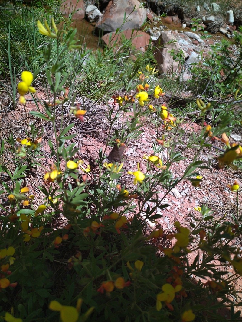 Utah Bird's-Foot Trefoil photo 8