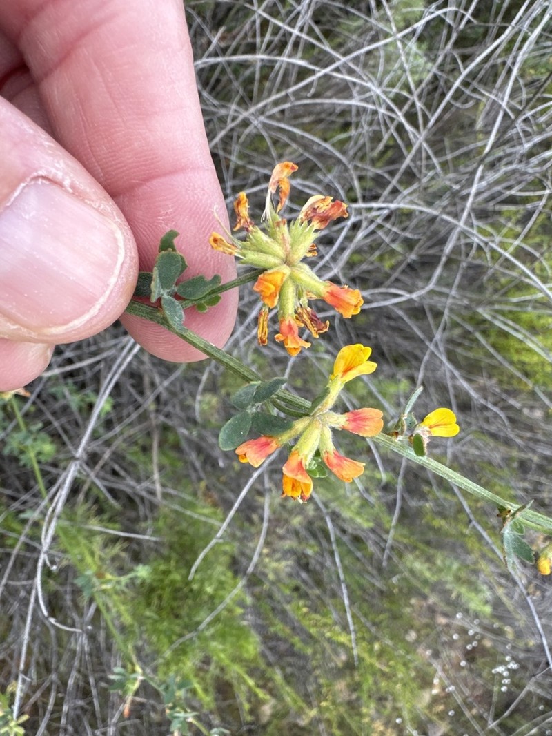 Acmispon watsonii photo 2