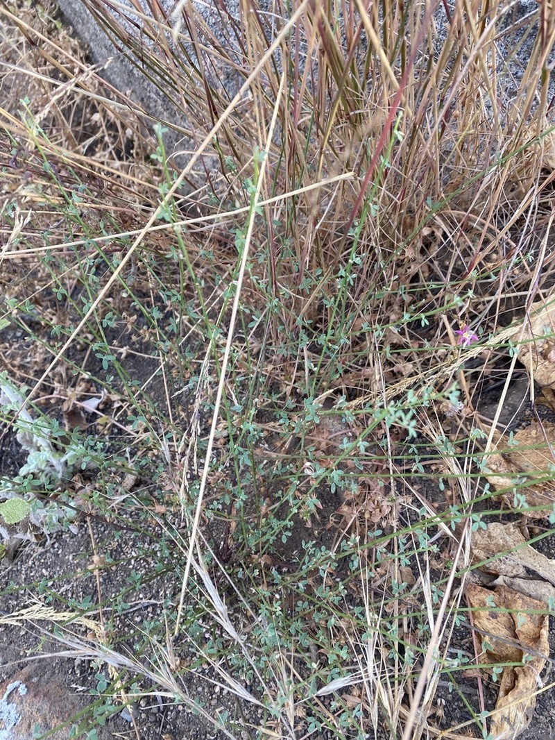 Acmispon watsonii photo 3