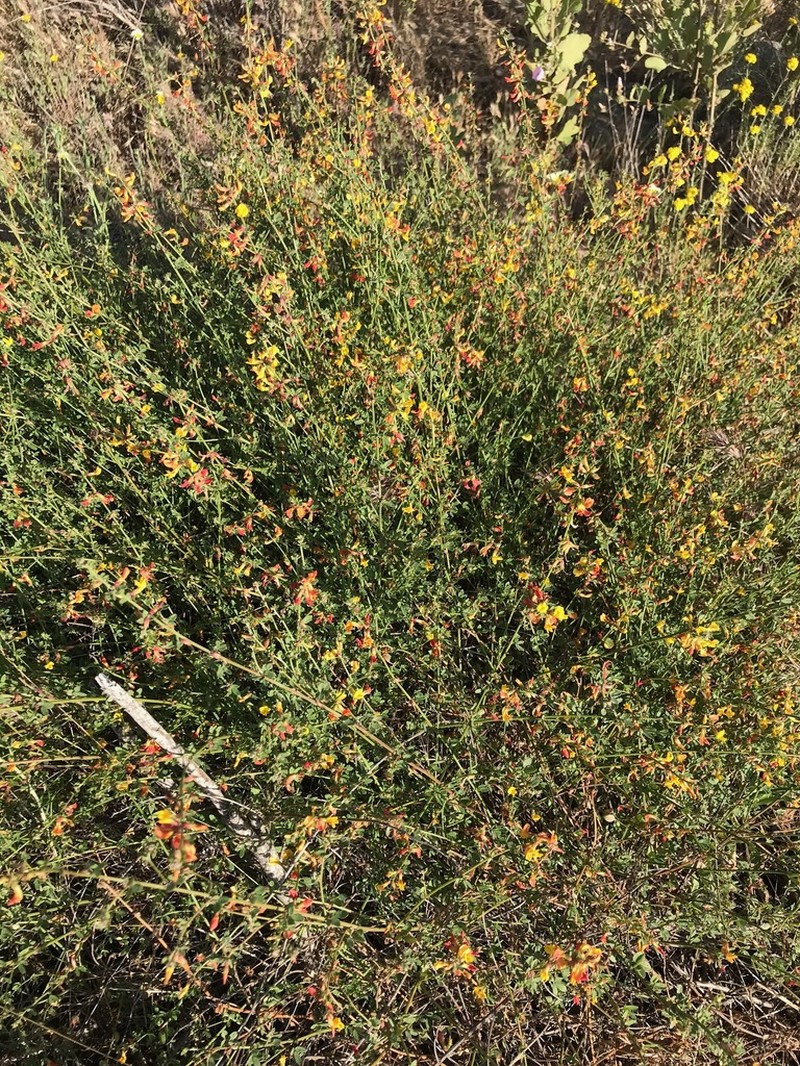 Acmispon watsonii photo 4