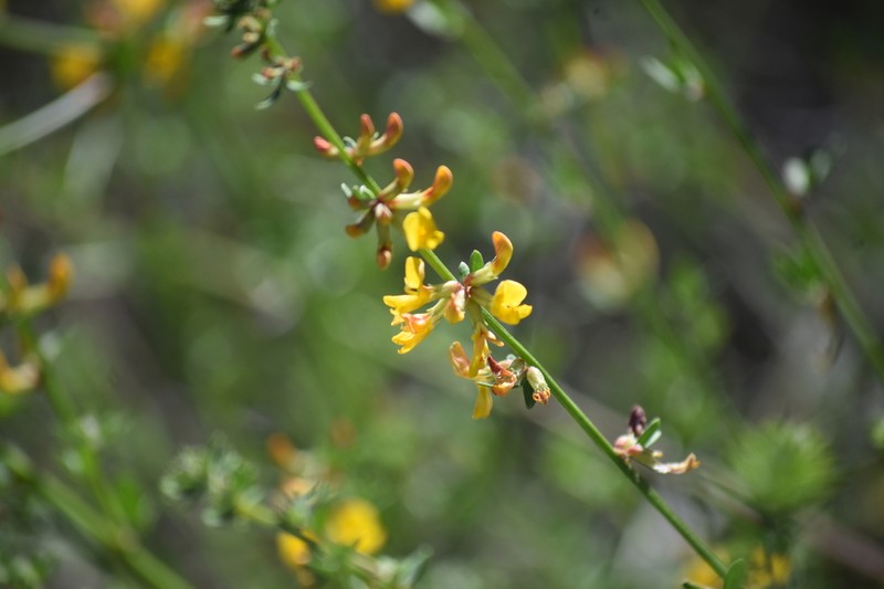 Acmispon watsonii photo 5