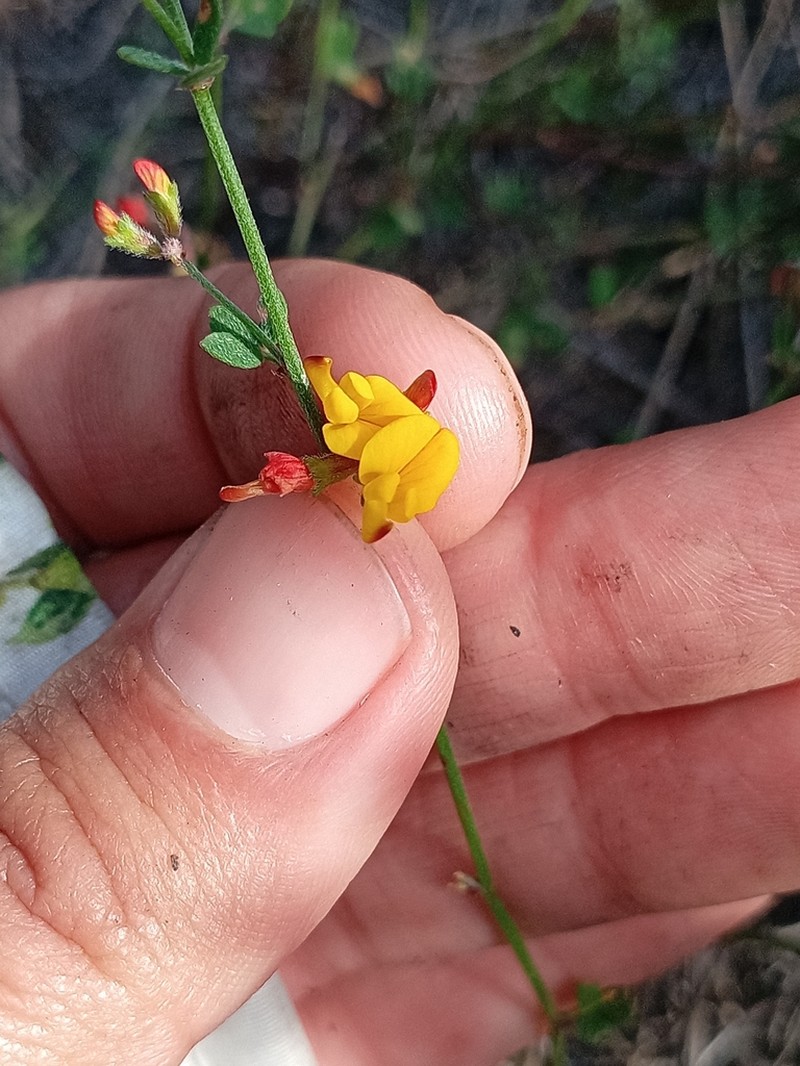 Acmispon watsonii photo 6